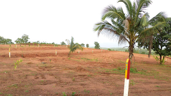 Garden Area
