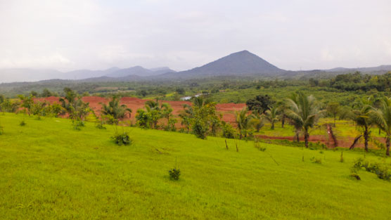 Plot View
